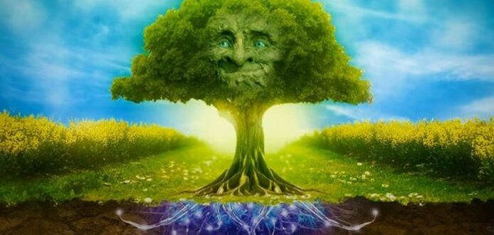 магические свойства деревьев